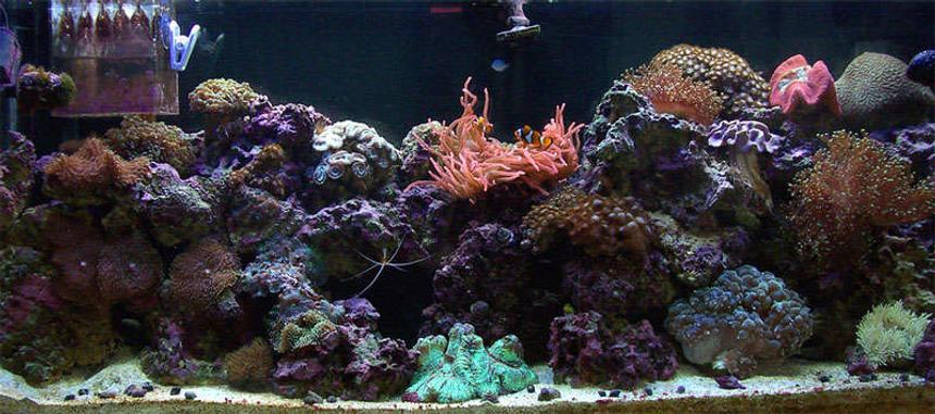 Rated #75: 55 Gallons Reef Tank - 55gal reef