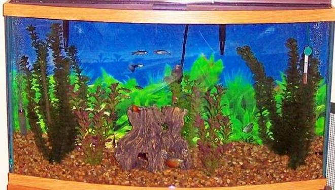 46 gallons freshwater fish tank (mostly fish and non-living decorations) - 46 gal. tank