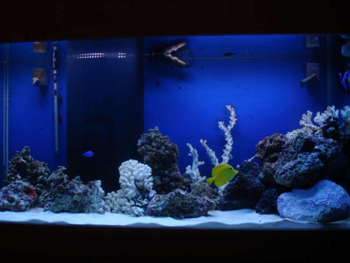 90 gallons saltwater fish tank (mostly fish, little/no live coral) - 90 gallon with live rock and sand