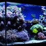 100 gallons reef tank (mostly live coral and fish) - My 100 gallon (375L) reef tank.