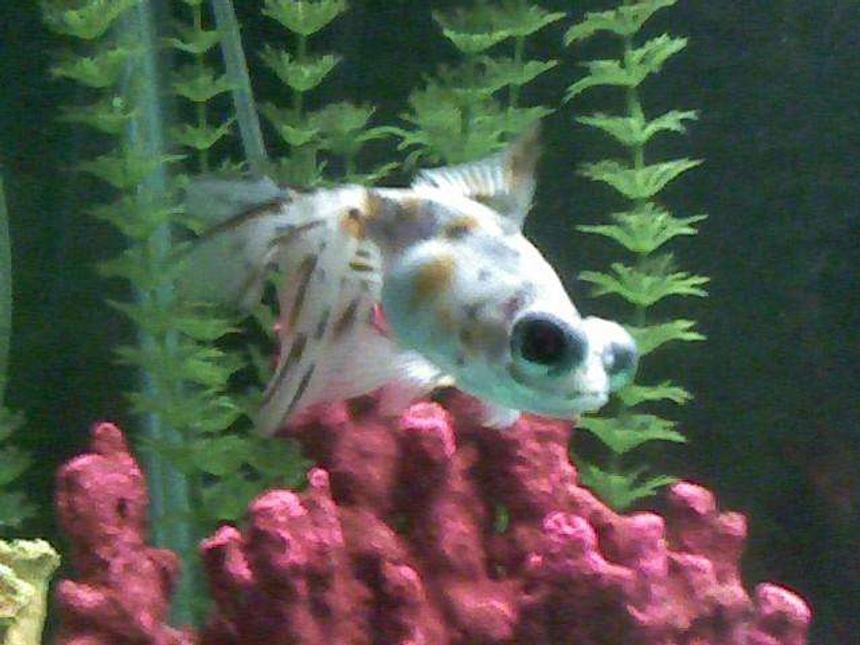 Rated #2348: Freshwater Fish - Carassius Auratus - Telescope Goldfish Stocking In 29 Gallons Tank - Telescope eye goldfish aka "Telly"