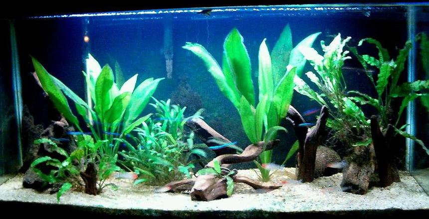 Rated #122: 33 Gallons Planted Tank - Blackwater Amazon Community