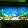 29 gallons freshwater fish tank (mostly fish and non-living decorations) - 20 gallon long