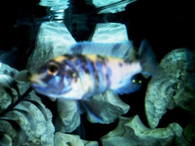 freshwater fish - labeotropheus fuelleborni - fuelleborni cichlid stocking in 75 gallons tank - OB Mozombique