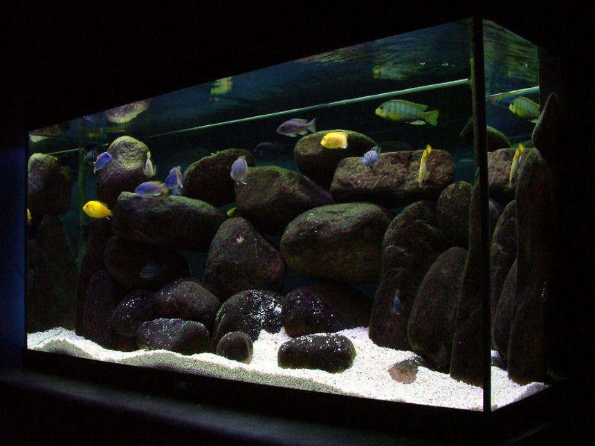 Rated #7: 50 Gallons Freshwater Fish Tank - 55 Gallon mbuna tank: Pseudotropheus sp. elongatus Mpanga,  Labidochromis Caeruleus, Metriaclima sp. "Aurora Yellow" , Cynotilapia afra (Cobue), Pseudotropheus sp. "Acei" (Msuli)