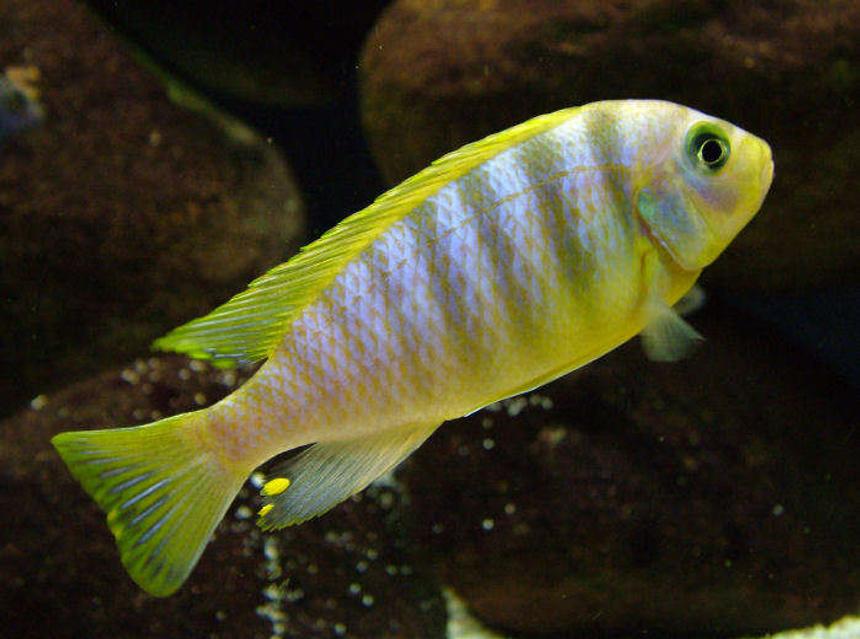 Rated #516: Freshwater Fish - Pseudotropheus Aurora - Aurora Cichlid Stocking In 50 Gallons Tank - Pseudotropheus aurora male