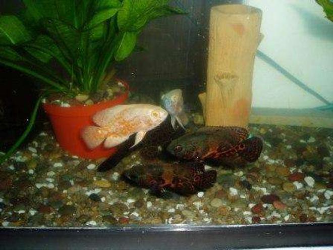 freshwater fish - astronotus ocellatus - albino oscar stocking in 70 gallons tank - OSCAR 4