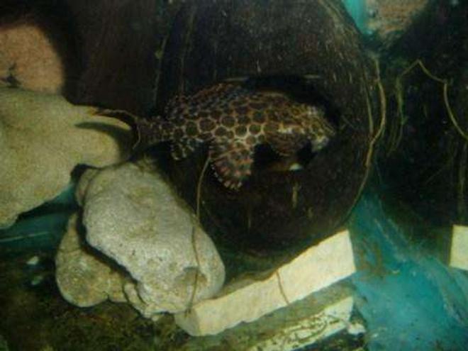 freshwater fish - pseudoacanthicus leopardus - redtail leopard pleco (l-114) stocking in 70 gallons tank - pleco grotte
