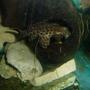 freshwater fish - pseudoacanthicus leopardus - redtail leopard pleco (l-114) stocking in 70 gallons tank - pleco grotte
