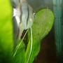 freshwater fish - pterophyllum sp. - silver zebra angel stocking in 70 gallons tank - scalaire oeuf