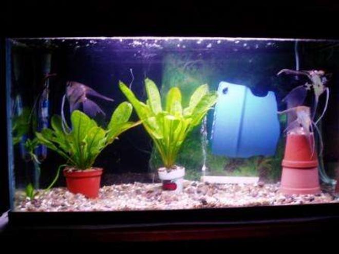 70 gallons freshwater fish tank (mostly fish and non-living decorations) - scalaire couple 2