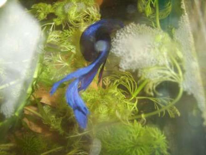 freshwater fish - betta splendens - betta - male stocking in 70 gallons tank - betta splendens couple