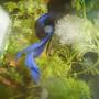 freshwater fish - betta splendens - betta - male stocking in 70 gallons tank - betta splendens couple