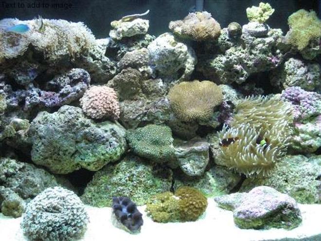105 gallons reef tank (mostly live coral and fish) - Lisa's reef tank