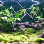 planted tank (mostly live plants and fish) - 54 l