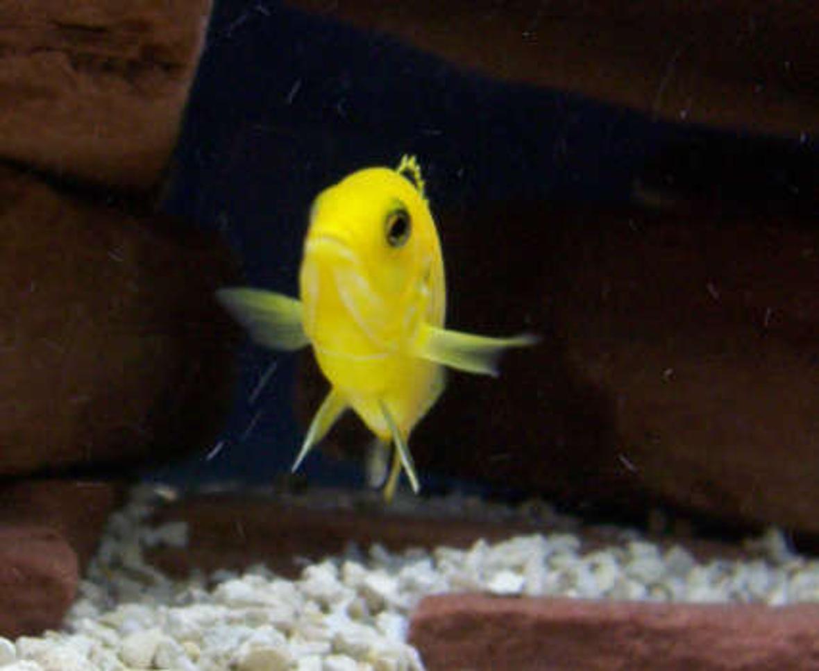 freshwater fish - labidochromis caeruleus - electric yellow cichlid stocking in 75 gallons tank - Did somebody say food? Labidochromis Caeruleus