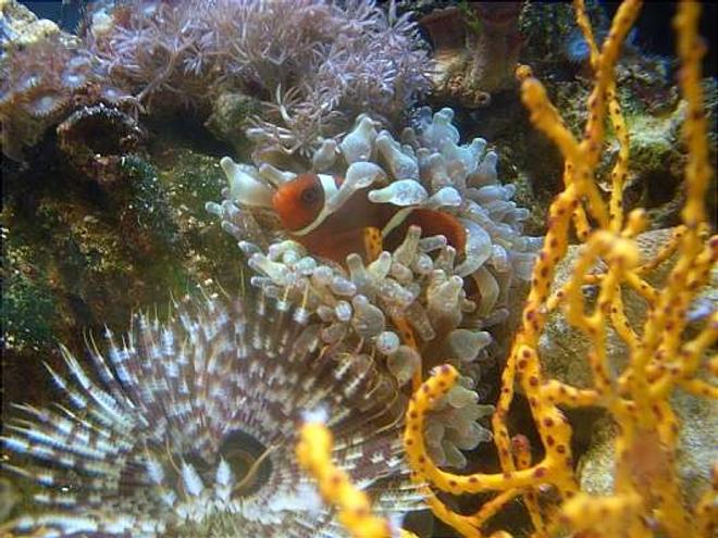 corals inverts - diodogorgia nodulifera - yellow finger gorgonian stocking in 12 gallons tank - gold stripe maroon clown 1