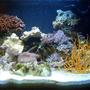 12 gallons reef tank (mostly live coral and fish) - 12g nano