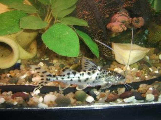 freshwater fish - arius jordani - columbian shark stocking in 70 gallons tank - poisson chat 1