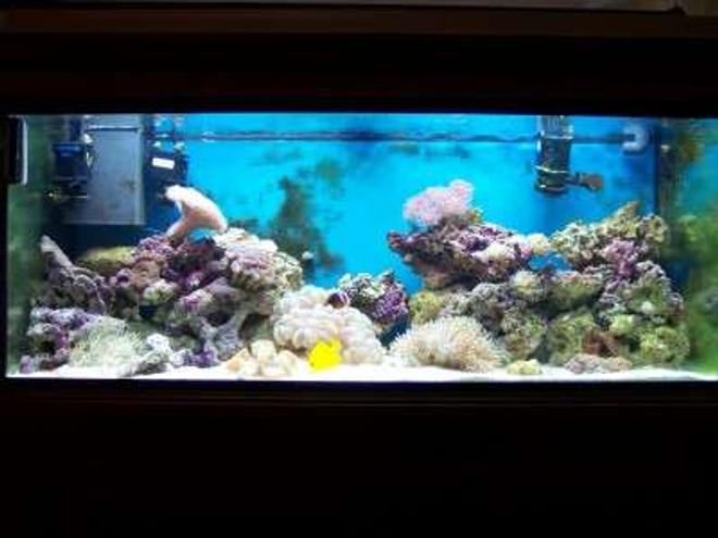 75 gallons reef tank (mostly live coral and fish) - after 4 months