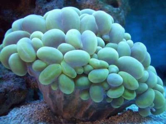 corals inverts - plerogyra sinuosa - bubble coral, green stocking in 75 gallons tank - Green bubble coral
