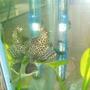 freshwater fish - pseudoacanthicus leopardus - redtail leopard pleco (l-114) stocking in 70 gallons tank - pleco