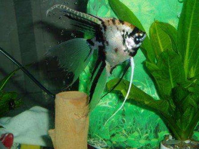 freshwater fish - pterophyllum scalare - assorted veil angel stocking in 70 gallons tank - ANGEL FISH