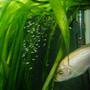freshwater fish - pseudotropheus polit - polit cichlid stocking in 70 gallons tank - CICLIDE