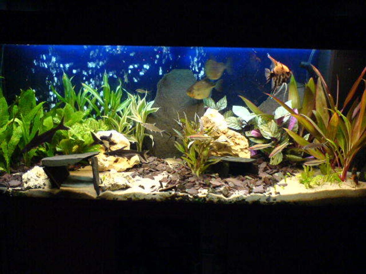 53 gallons freshwater fish tank (mostly fish and non-living decorations) - A slog of twelve hours for this display but worth it i think