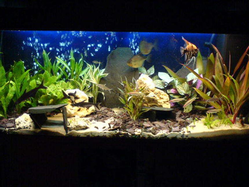 Rated #21: 53 Gallons Freshwater Fish Tank - A slog of twelve hours for this display but worth it i think