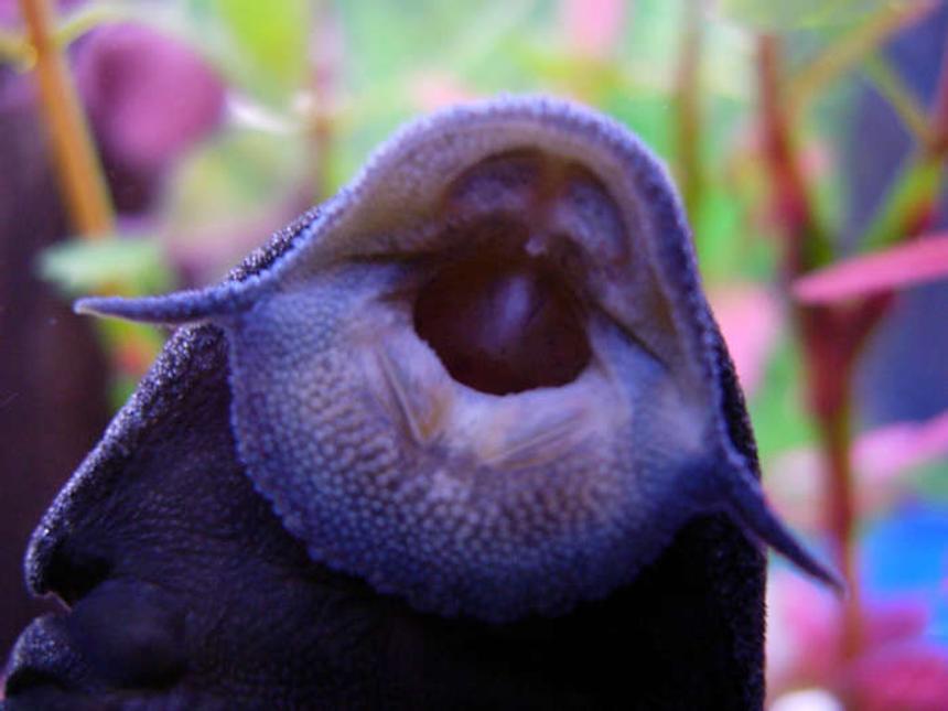 Rated #55: Freshwater Fish - Glyptoperichthys Gibbiceps - Sailfin Pleco (l-83) Stocking In 20 Gallons Tank - Pleco