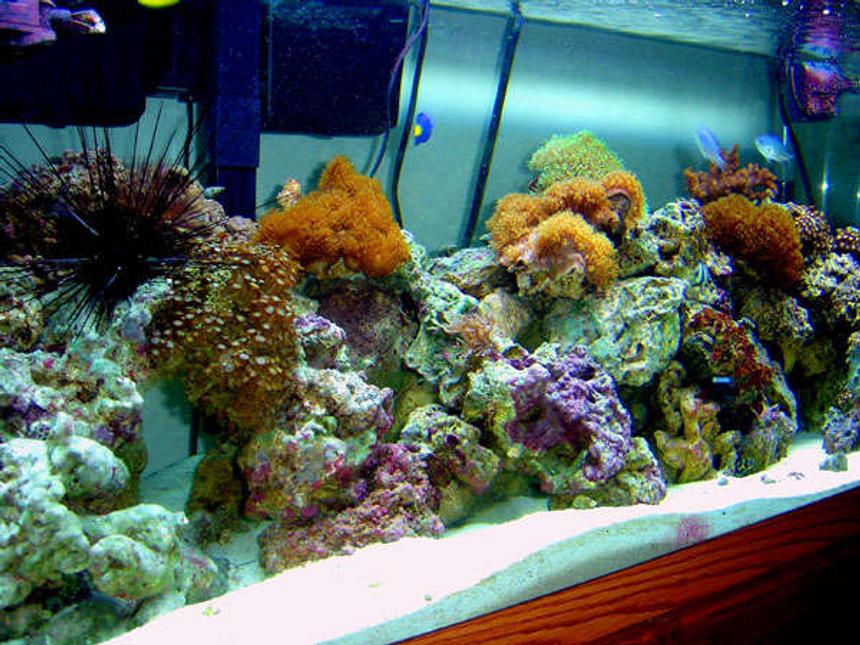 Rated #70: 75 Gallons Reef Tank - An image of my 75 gallon reef tank.