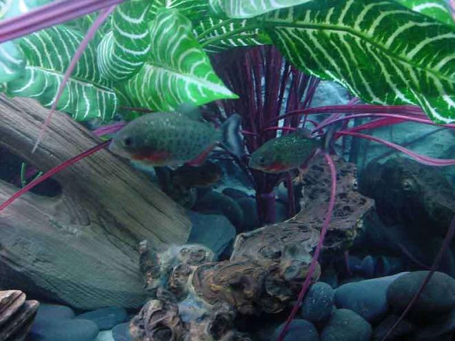 freshwater fish - pygocentrus nattereri - redbellied pirhana stocking in 90 gallons tank - Juvenile Piranha From The Top