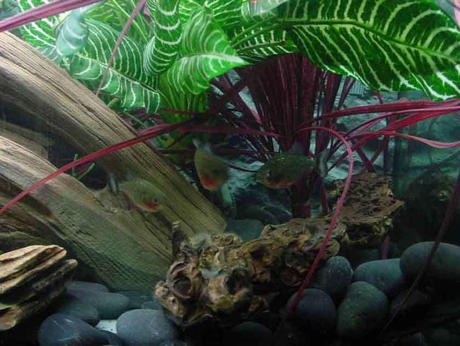 freshwater fish - pygocentrus nattereri - redbellied pirhana stocking in 90 gallons tank - Juvenile Piranha Sorting out Space