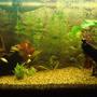 112 gallons planted tank (mostly live plants and fish) - new look