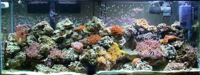55 gallons reef tank (mostly live coral and fish) - A shot of my 55 gallon