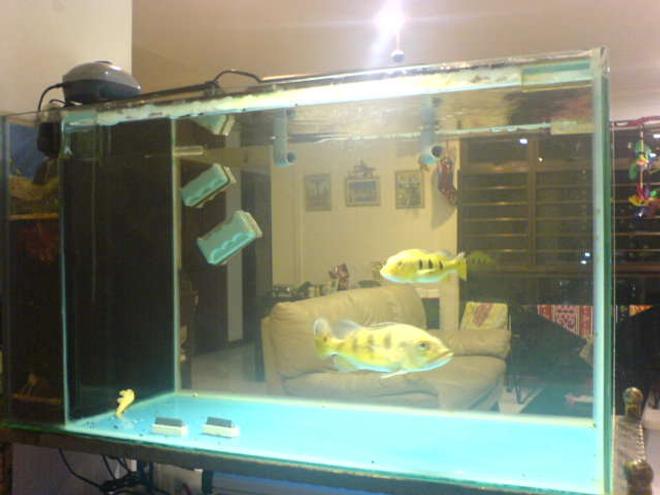 67 gallons freshwater fish tank (mostly fish and non-living decorations) - IOUS (Internal Overflow/Underflow filter sump System)4mm thick glass tank with 1x 7" speckled peacock bass & 1x 4" cichla temensis pavon peacock bass + 1x 3" albino pleco red-eyed fish inside a
400w powered water submerged pump
operated with a 4 way ganged air pump to oxydize tank up to 6 hours 
1 auto self timer to light up tank at dawn hour & at sunset hours till midnight.