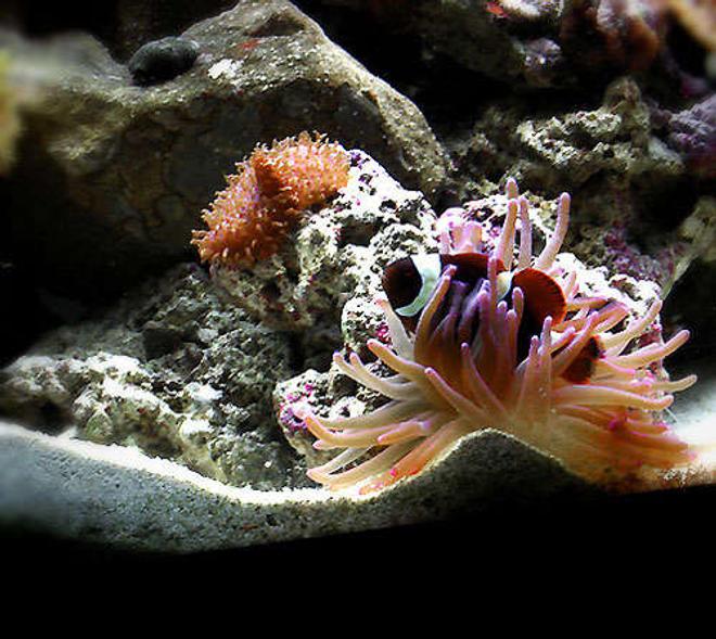corals inverts - condylactis sp. - haitian reef anemone stocking in 55 gallons tank - Nemo taking a break
