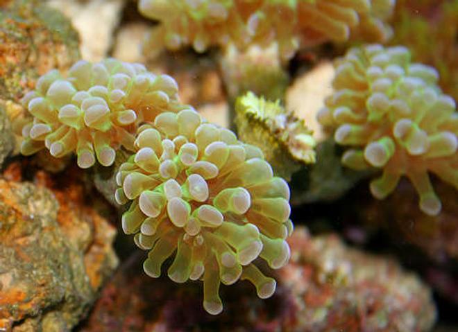 corals inverts - euphyllia paradivisa - frogspawn coral stocking in 55 gallons tank - Hammer Coral