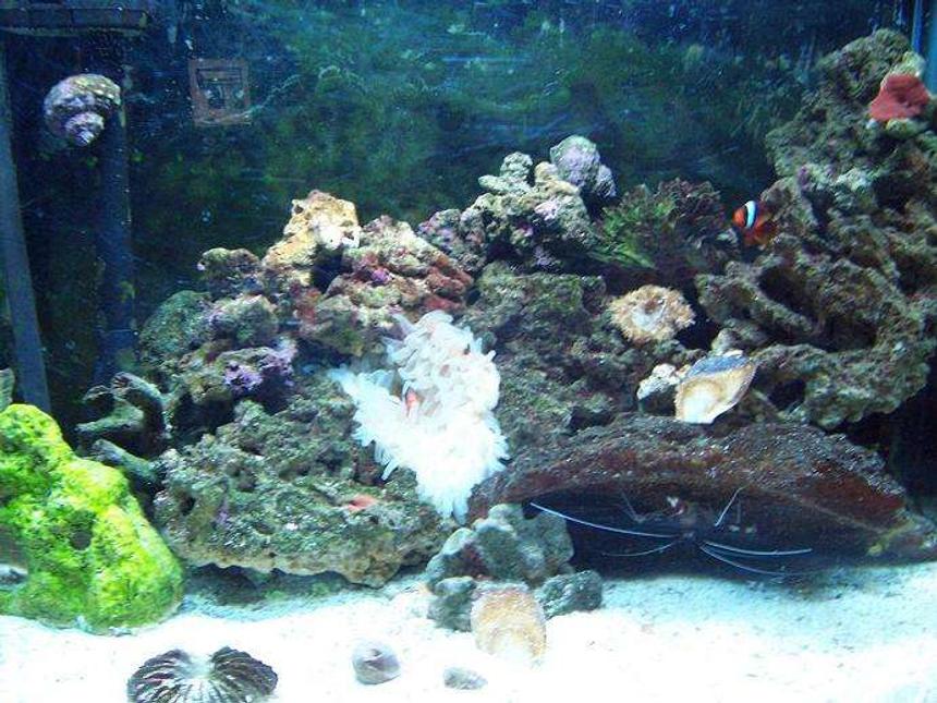 Rated #139: 30 Gallons Reef Tank - a nice,young,growing tank