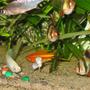 freshwater fish - puntius tetrazona - tiger barb stocking in 26 gallons tank - Tricolour Shark, Tiger, White Molly, Swordtail