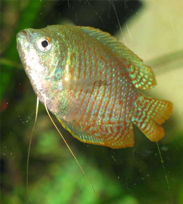 freshwater fish - colisa lalia - dwarf gourami stocking in 26 gallons tank - Dwarf Guarami