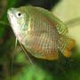 freshwater fish - colisa lalia - dwarf gourami stocking in 26 gallons tank - Dwarf Guarami