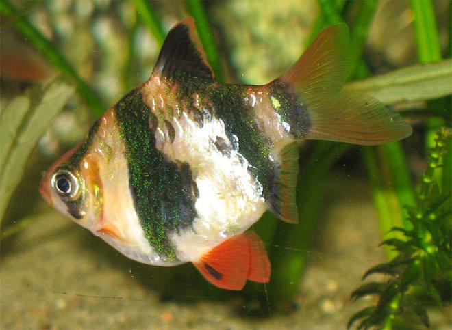 freshwater fish - puntius tetrazona - tiger barb stocking in 26 gallons tank - Tiger with beautiful red tails