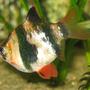 freshwater fish - puntius tetrazona - tiger barb stocking in 26 gallons tank - Tiger with beautiful red tails