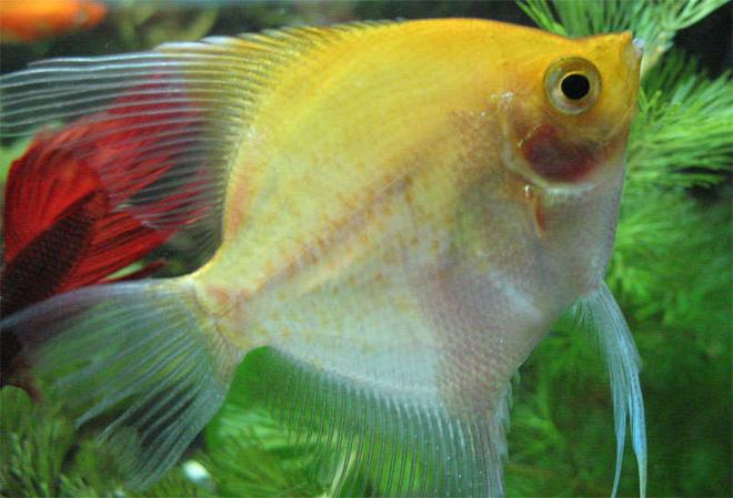 freshwater fish - pterophyllum sp. - white blushing angel stocking in 26 gallons tank - Angel Fish