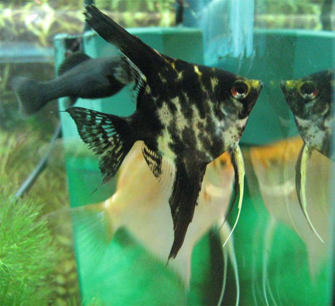 freshwater fish - pterophyllum sp. - koi angel stocking in 26 gallons tank - Blacky waiting for food.