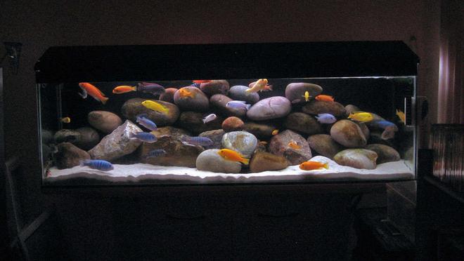 40 gallons freshwater fish tank (mostly fish and non-living decorations) - 40G (UK) Malawi Mbuna Tank TimothyS