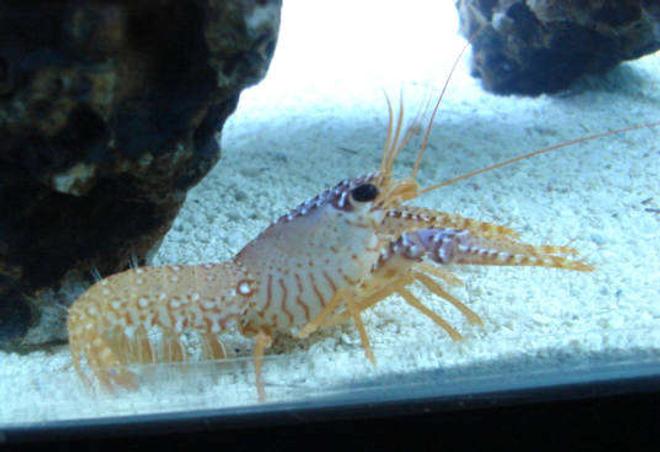 corals inverts - cherax sp. - lobster stocking in 45 gallons tank - My saltwater lobster. It eats anything thats dead.