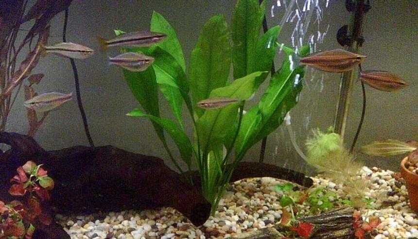 Rated #129: Freshwater Fish - Melanotaenia Trifasciata - Banded Rainbowfish Stocking In 100 Gallons Tank - 5 x melanotaenia trifasciata
two males (right)
three females (lower two on the left, one in the middle)
2 x melanotaenia nigrans
two females (higher two on the left)